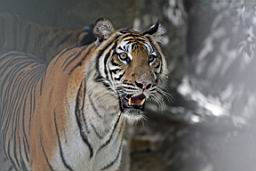 Tiger Zoo Si Racha IMG_1335.JPG